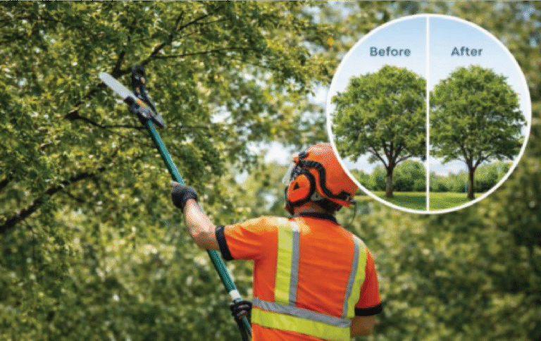 treetimming